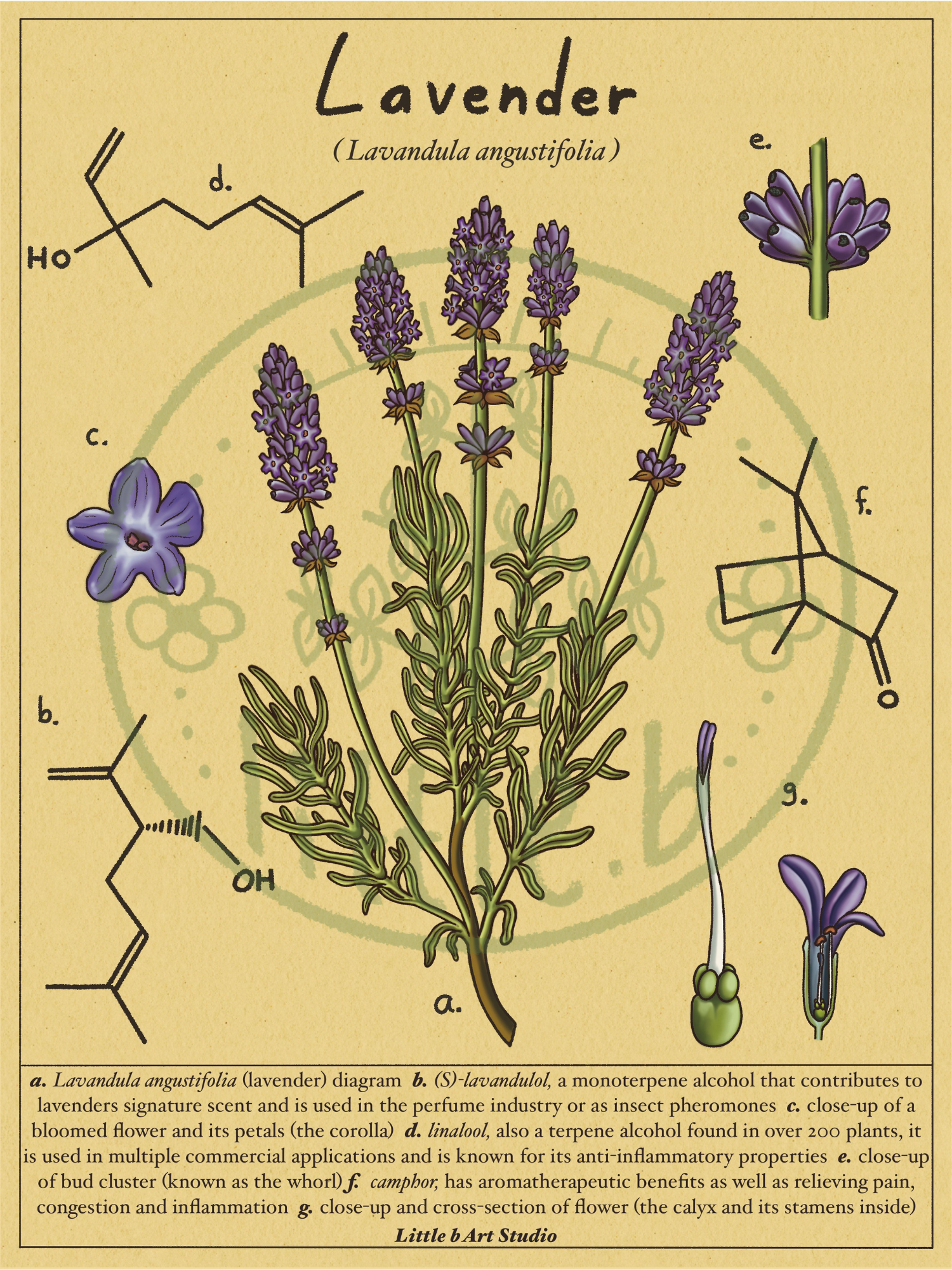 labeled lavender plant diagram Lavender Diagram