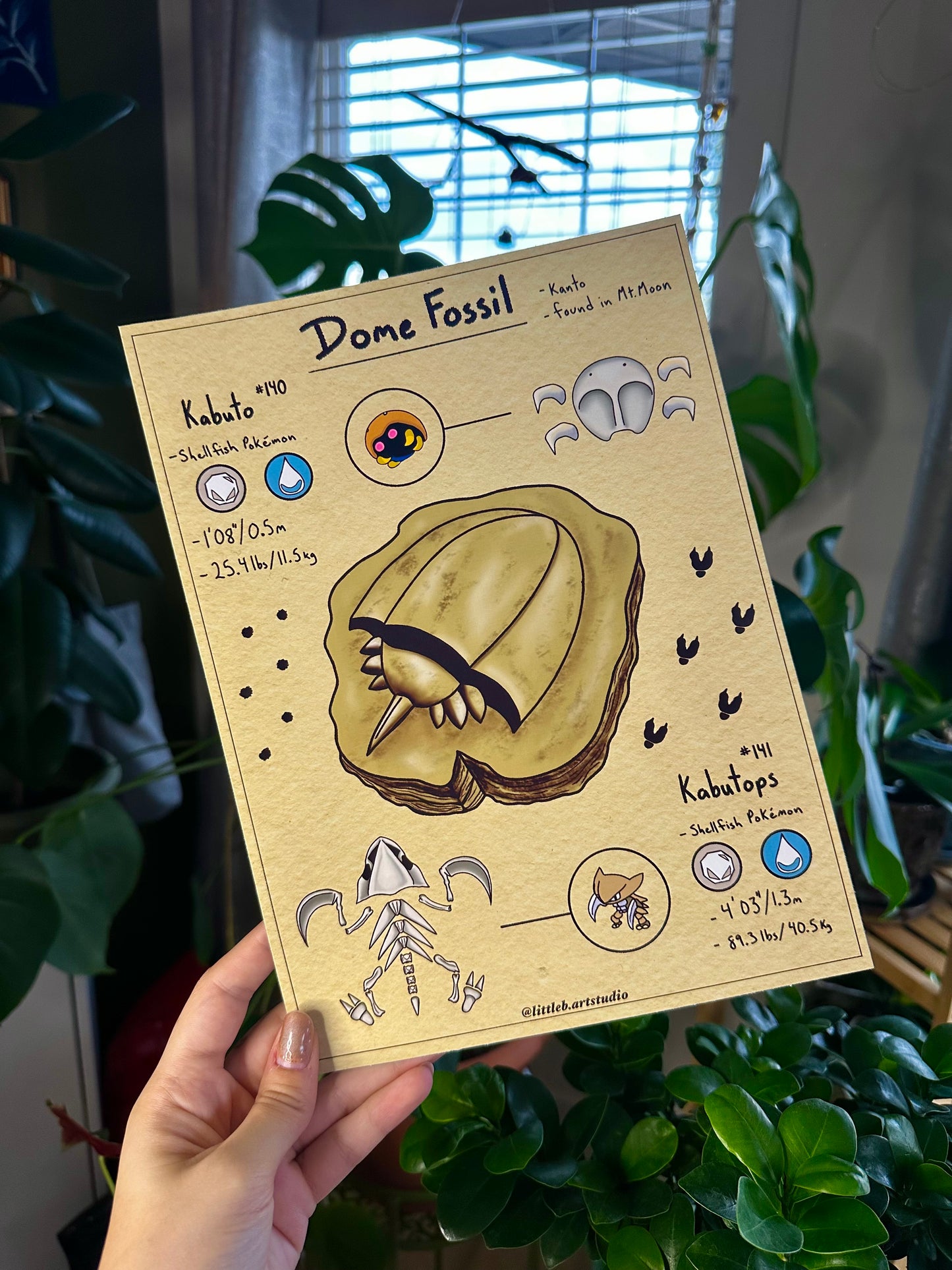 Dome Fossil Field Notes