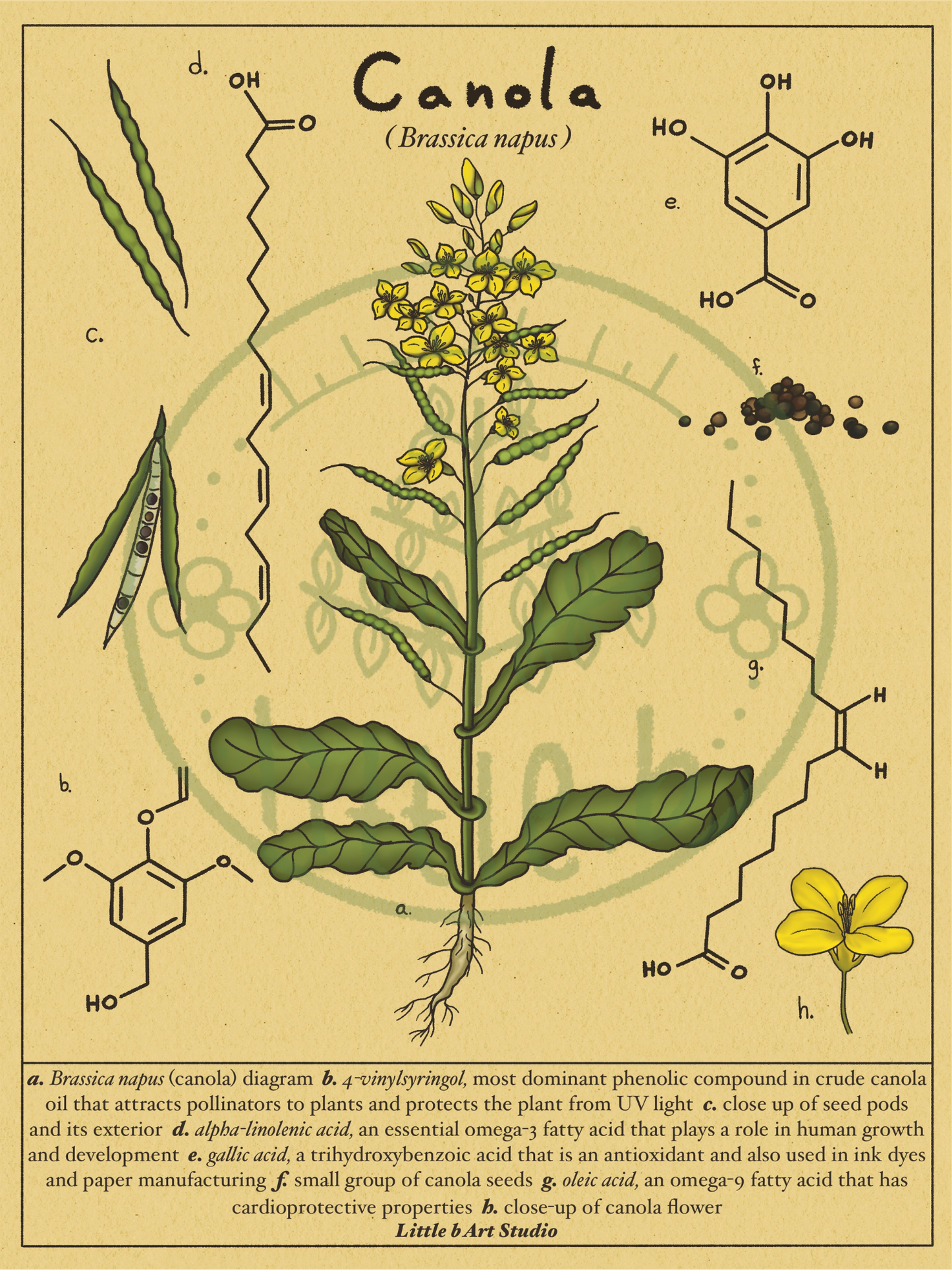 Canola Diagram