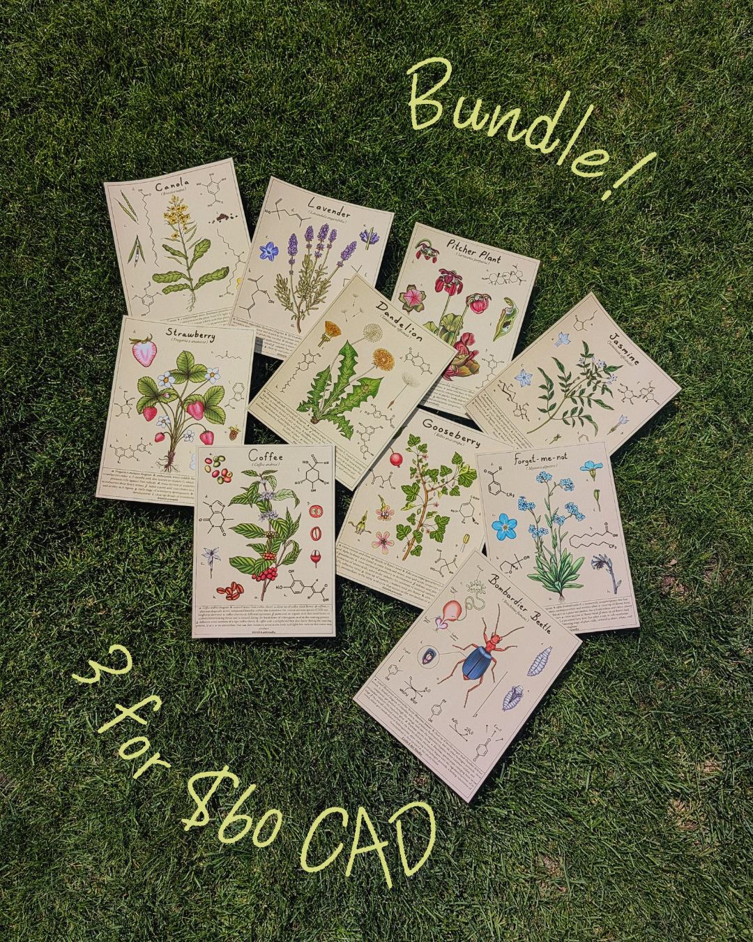Scientific Diagram Print BUNDLE