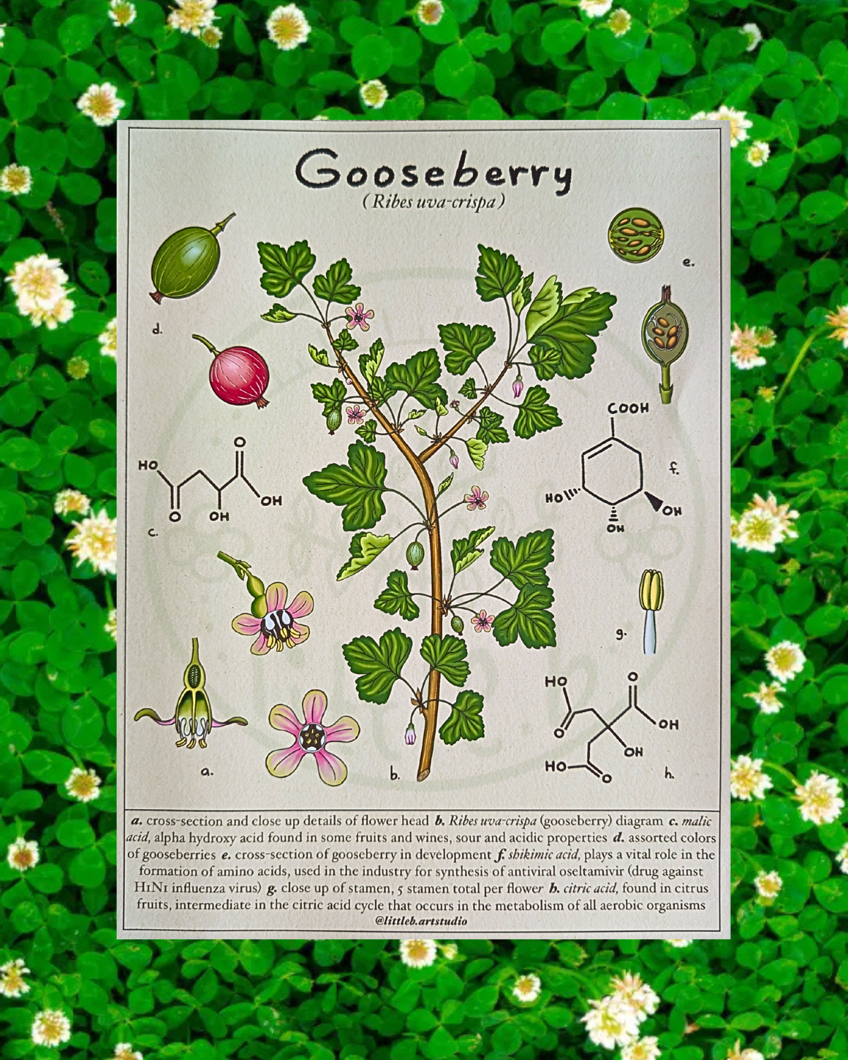 Gooseberry Diagram – Little b Art Studio