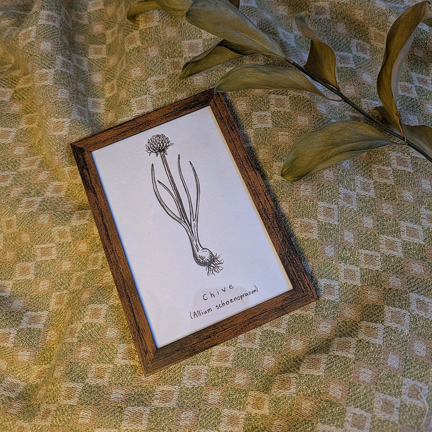 Chive (Allium schoenoprasum) Original Drawing