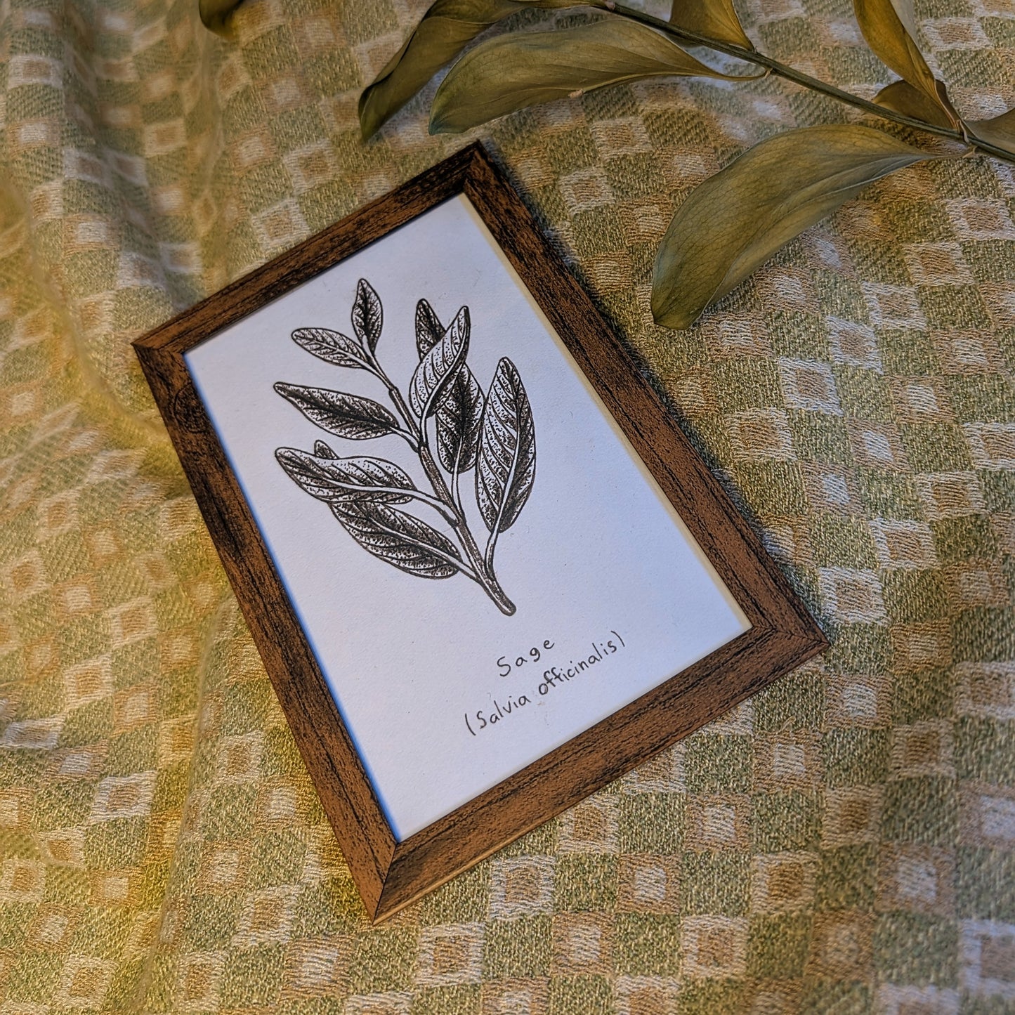 Sage (Salvia officinalis) Original Drawing