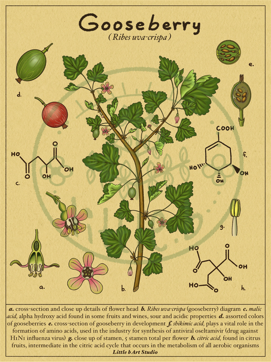 Gooseberry Diagram