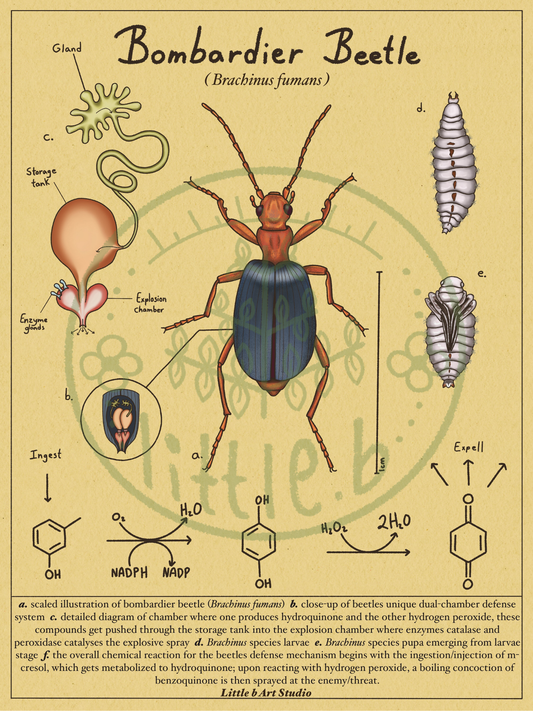 Bombardier Beetle Diagram