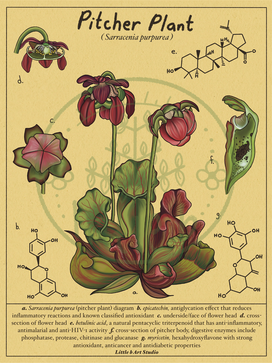 Pitcher Plant Diagram