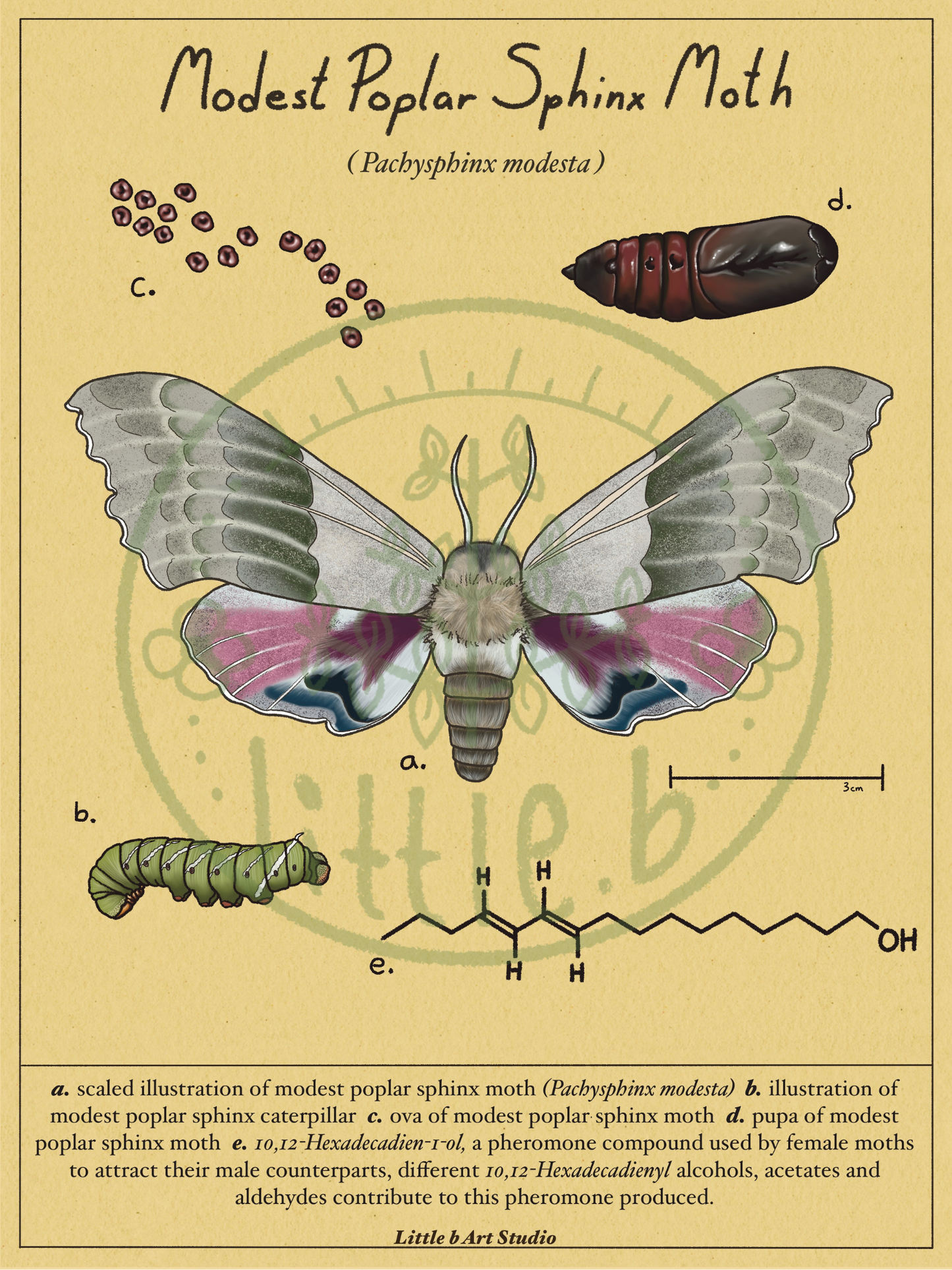 Sphinx Moth Diagram