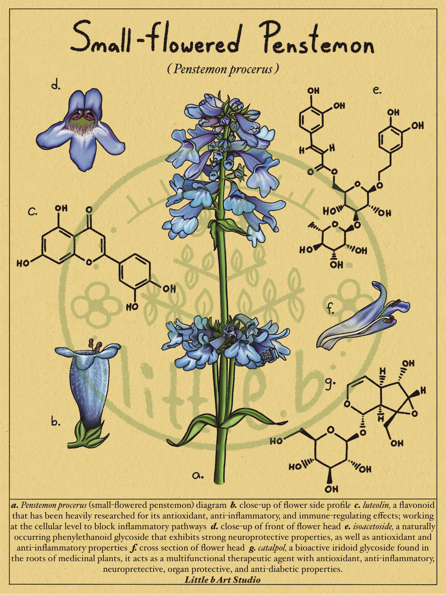 Small-Flowered Penstemon