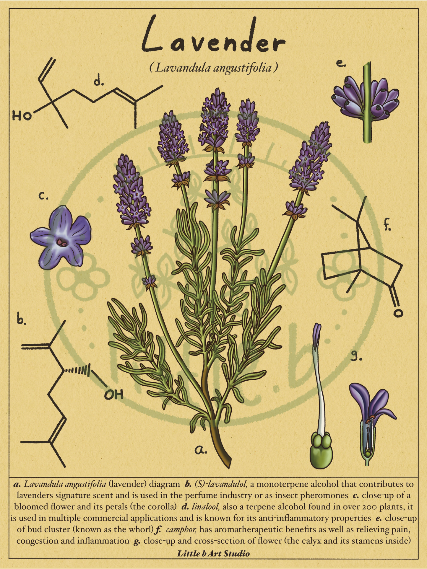 Lavender Diagram