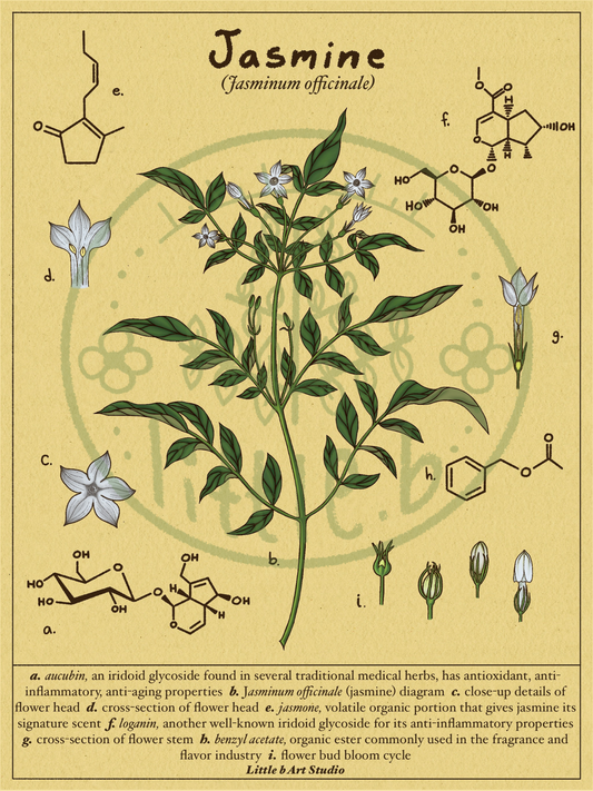Jasmine Diagram
