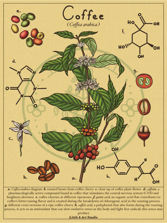 Coffee Diagram