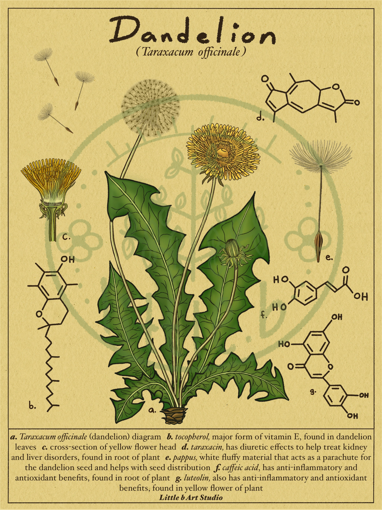 Dandelion Diagram