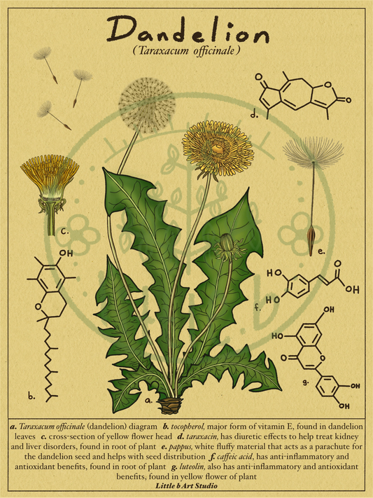 Dandelion Diagram