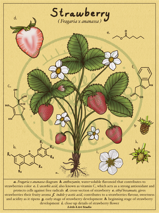 Strawberry Diagram