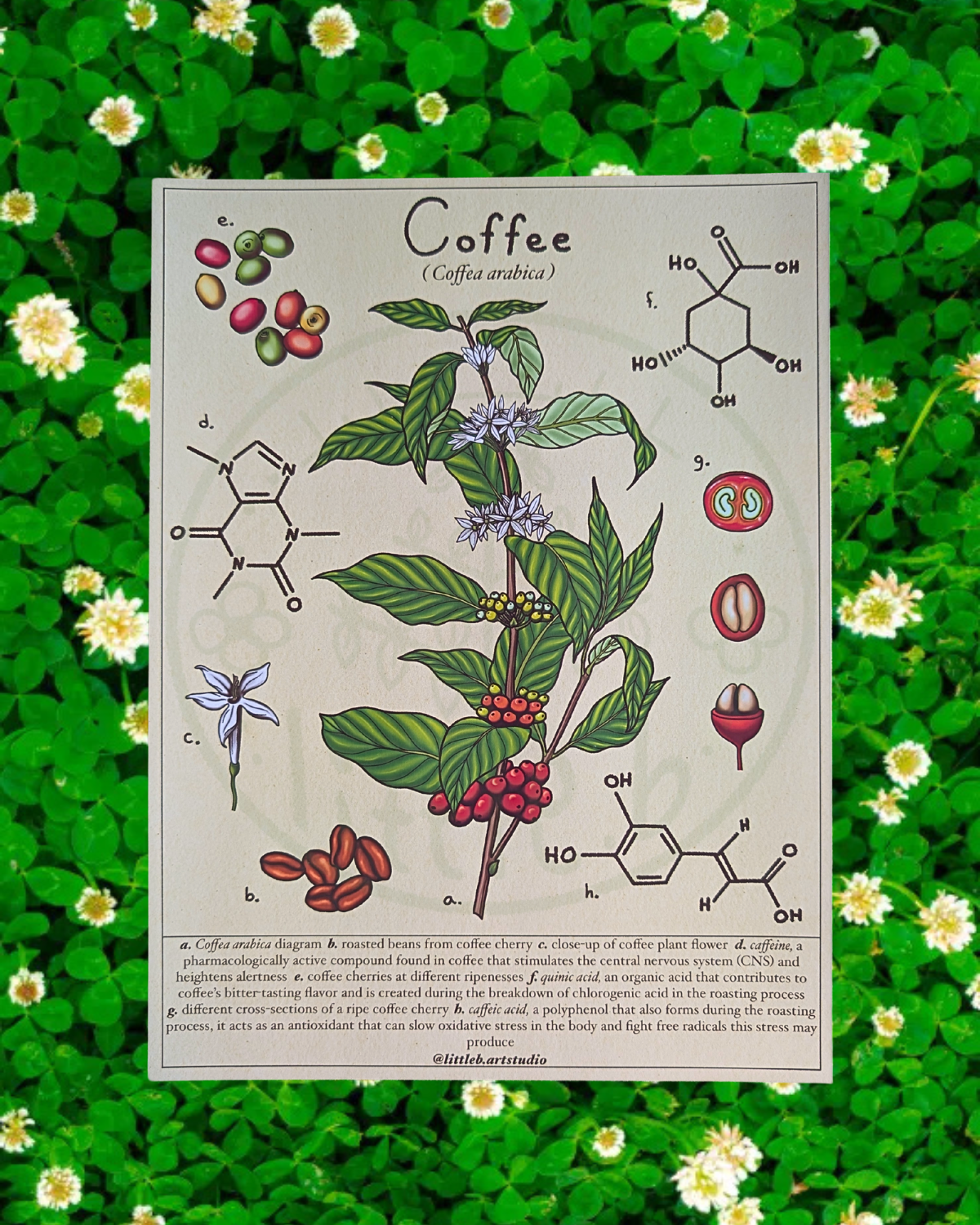 Coffee Diagram