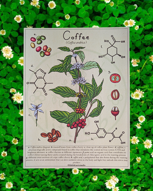 Coffee Diagram