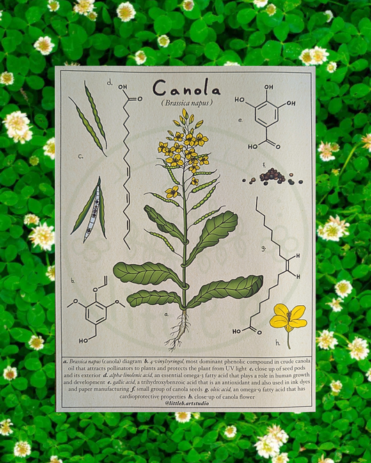 Canola Diagram