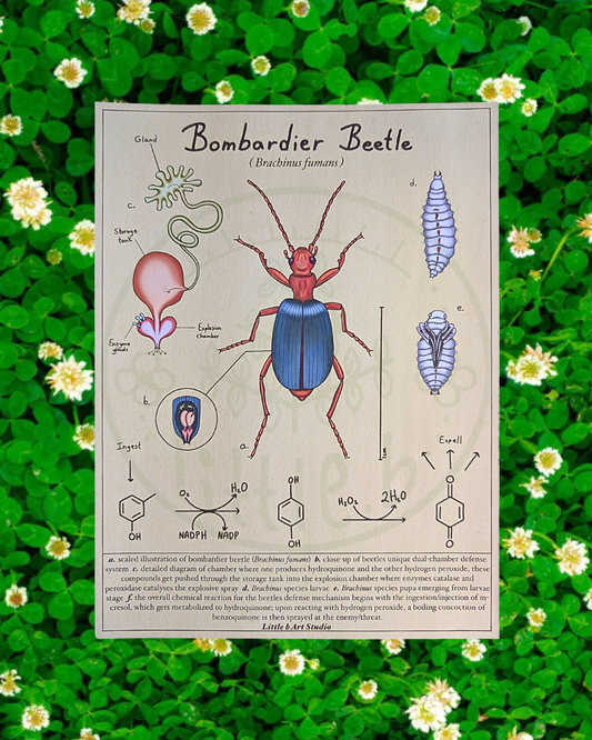 Bombardier Beetle Diagram