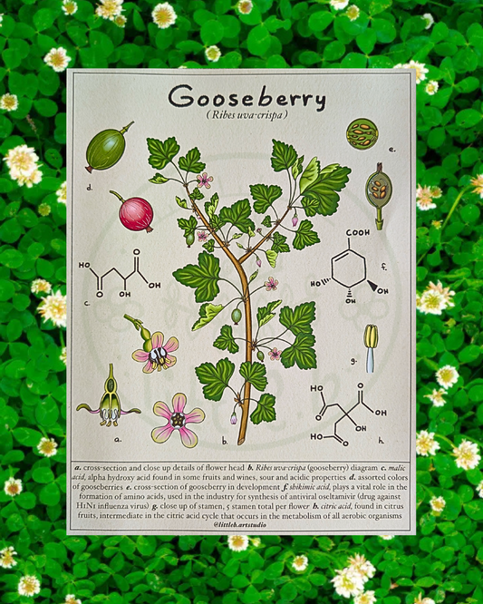Gooseberry Diagram