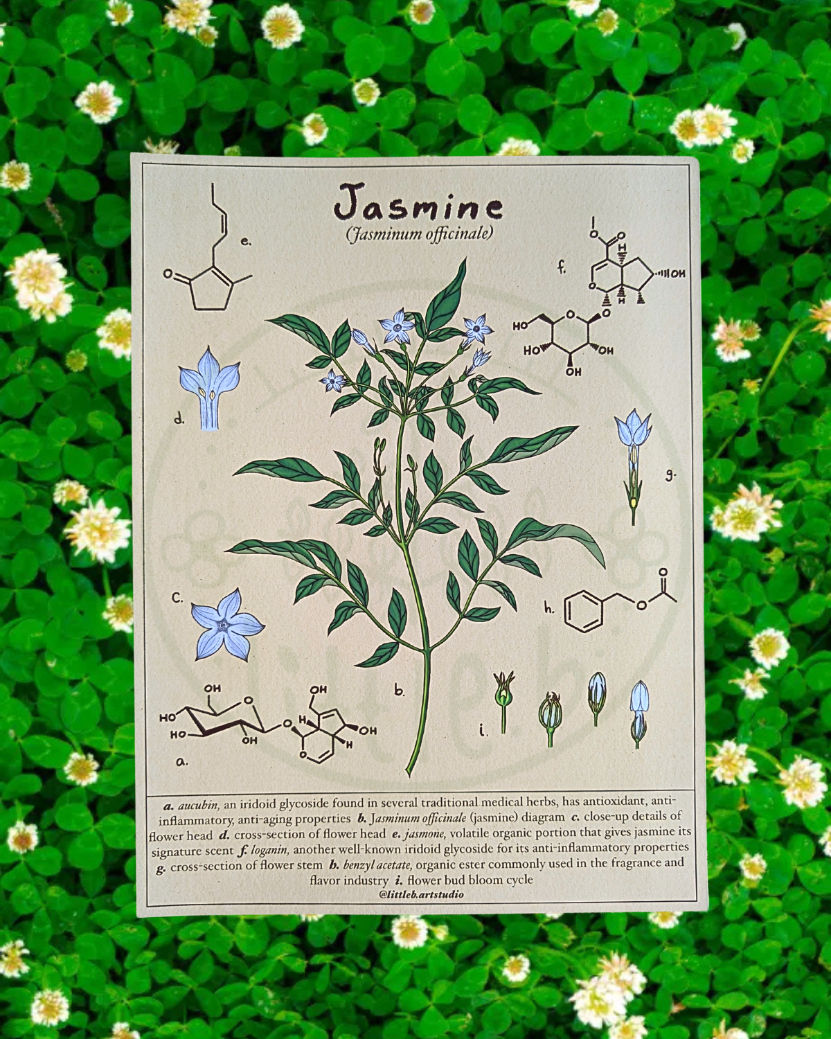 Jasmine Diagram