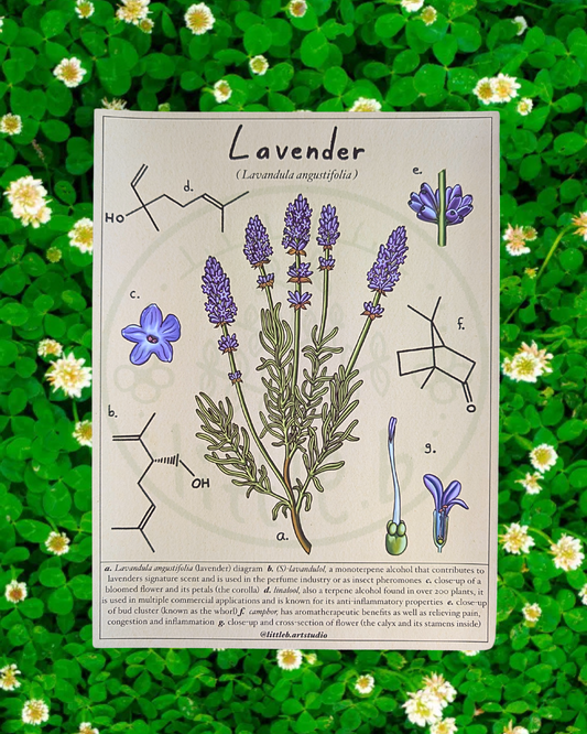 Lavender Diagram