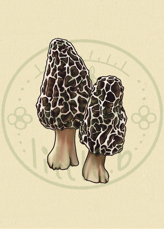 Morel Mushroom Mini Print