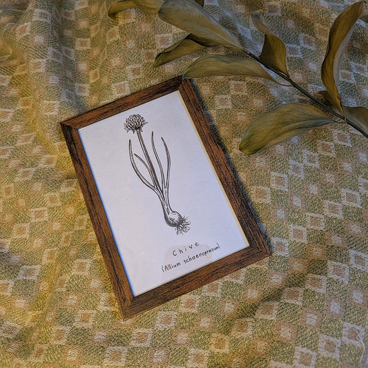 Chive (Allium schoenoprasum) Original Drawing