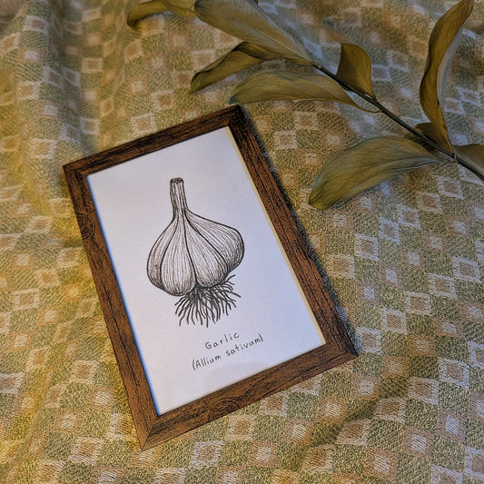 Garlic (Allium sativum) Original Drawing