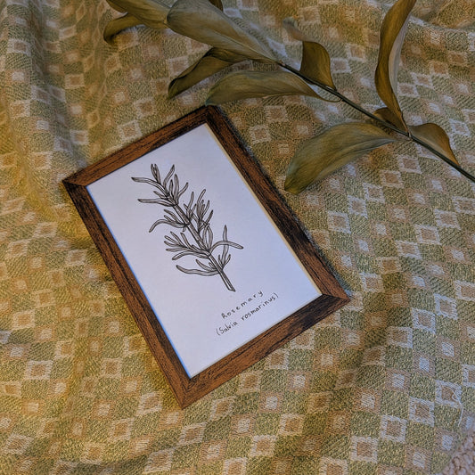 Rosemary (Salvia rosmarinus) Original Drawing