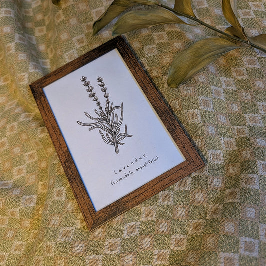 Lavender (Lavandula angustifolia) Original Drawing