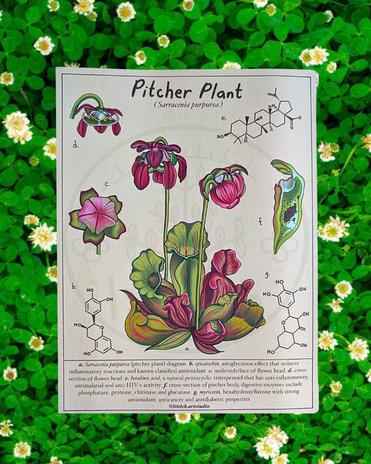 Pitcher Plant Diagram