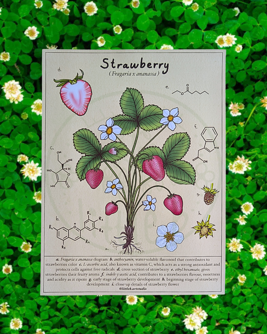 Strawberry Diagram