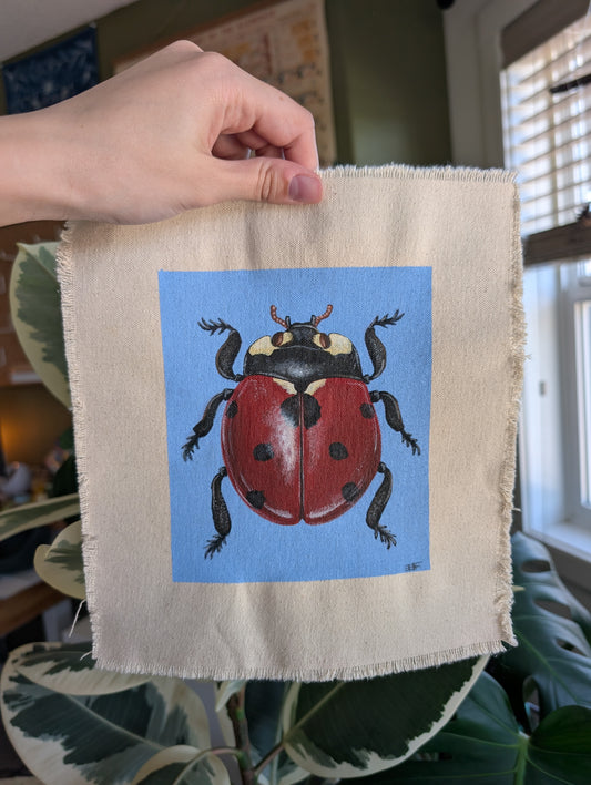 "Coccinella septempunctata"