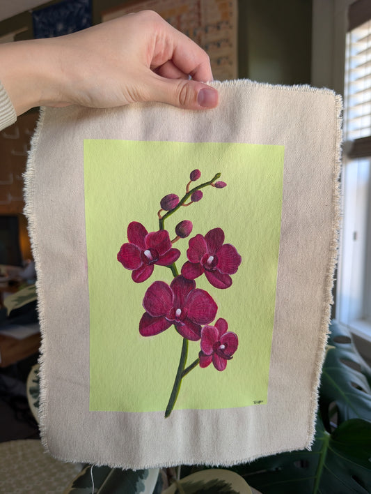 "Phalaenopsis amabilis"