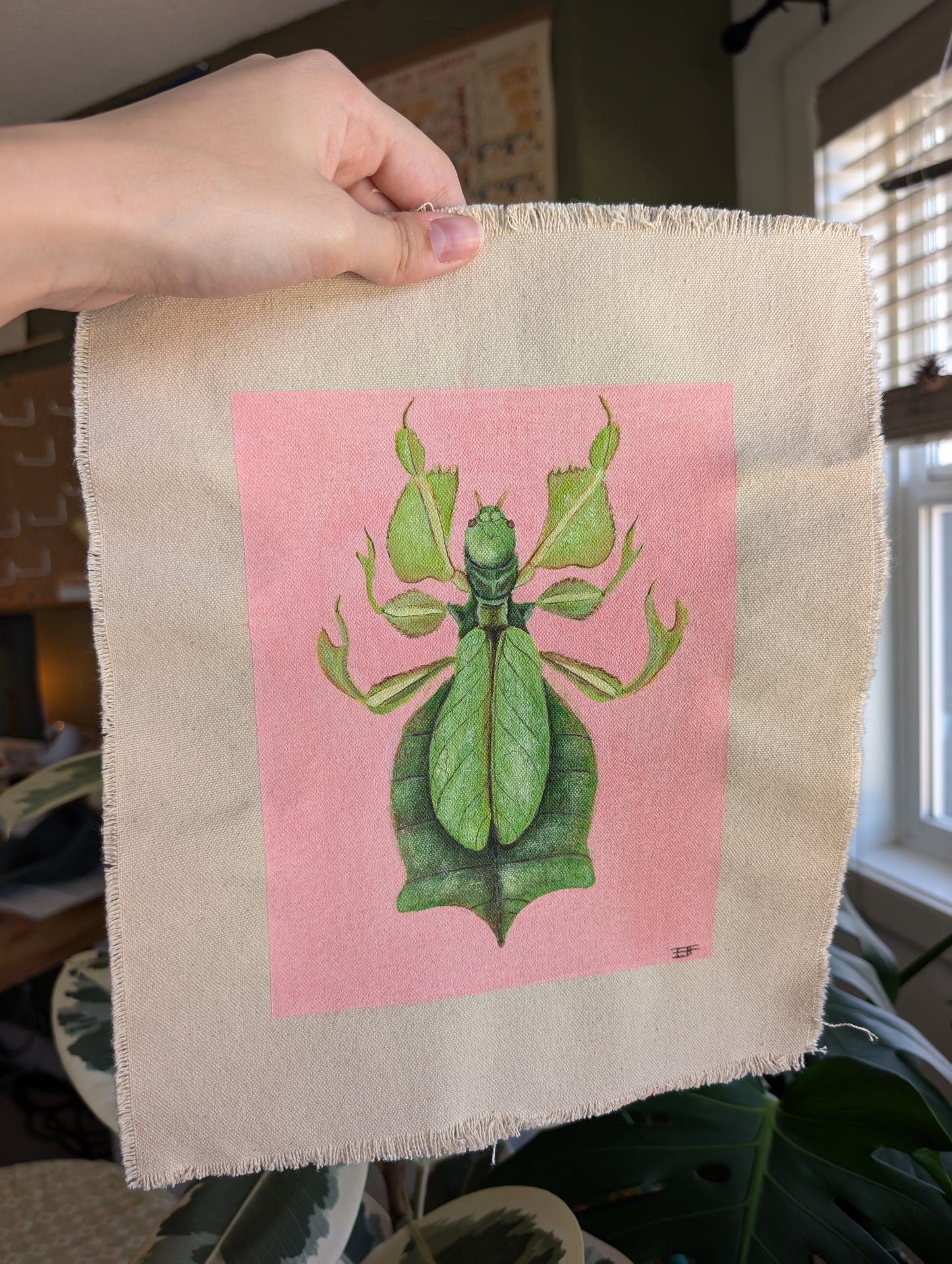 "Phyllium celebicu"