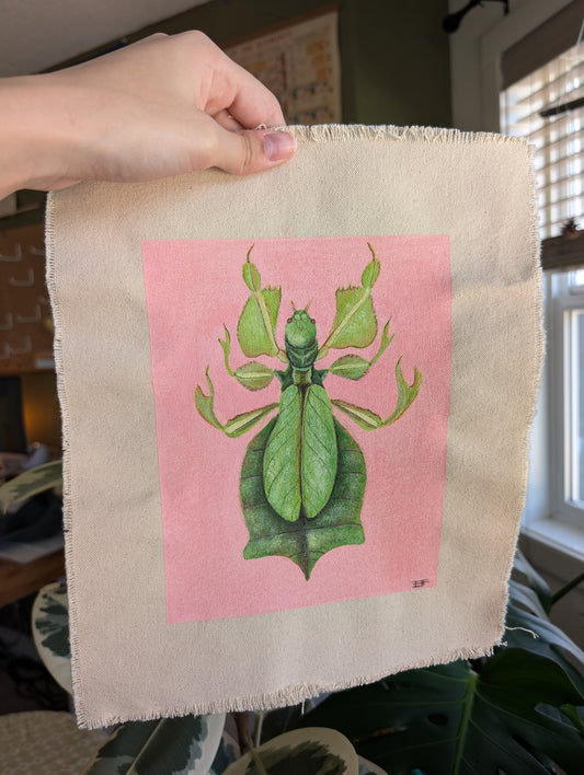 "Phyllium celebicu"